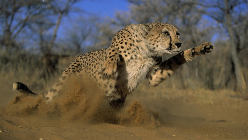 animal wildlife, 1080P, feline, profile view, cheetah, no people, undomesticated cat, animals in the wild, animals, tree, arid climate, vertebrate, big cat