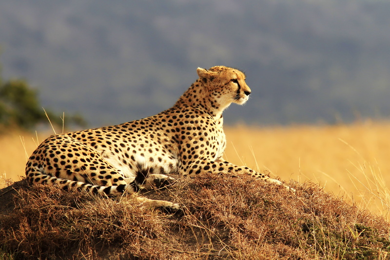Maasai Mara, 4K, spotted, undomesticated cat, Safari, no people, carnivora, mammal, whisker, National Reserve, animal themes, cat, Kenya, vertebrate, plant
