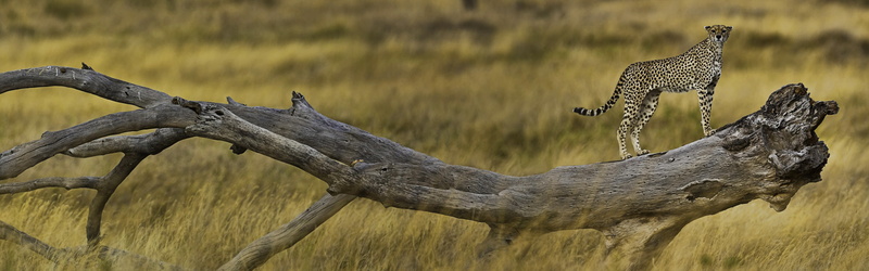 animals, 4K, cheetahs, nature, wildlife