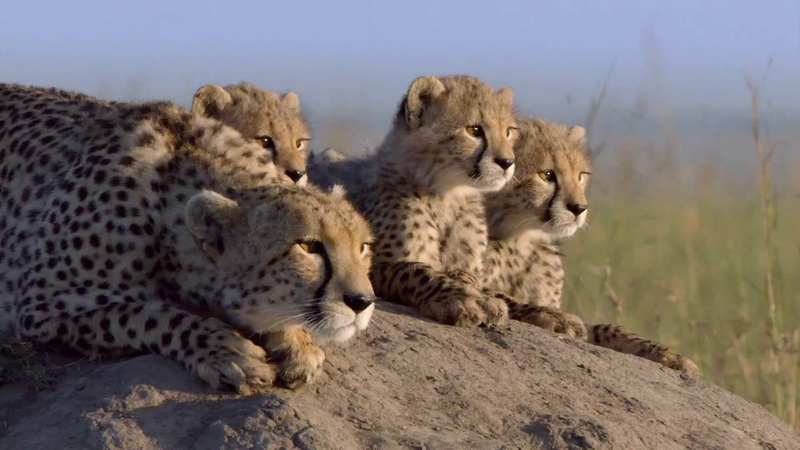1080P, animal wildlife, feline, cheetah, rock, group of animals, animal, family, nature, carnivora, animal family, animals in the wild, no people, relaxation