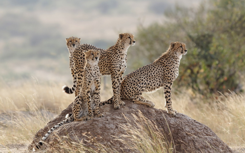 group, cats, grass, 2K, family, cheetah, cheetahs, hill