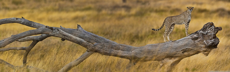 tree, cat, cheetah, animals in the wild, landscape, hunting, cheetahs, no people, one animal, 4K, branch, leopard, savannah, undomesticated cat, animals