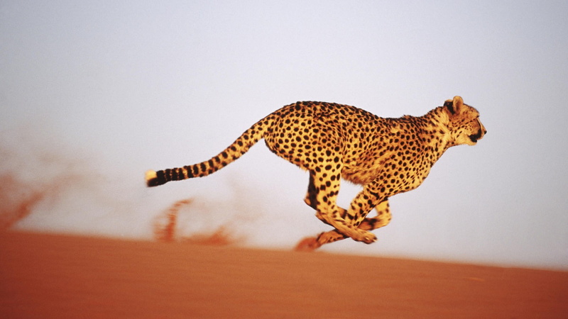 big cat, animal themes, cheetahs, feline, animals in the wild, pets, cheetah, mammal, 1080P, motion, animal, animal wildlife, running, spotted, undomesticated cat