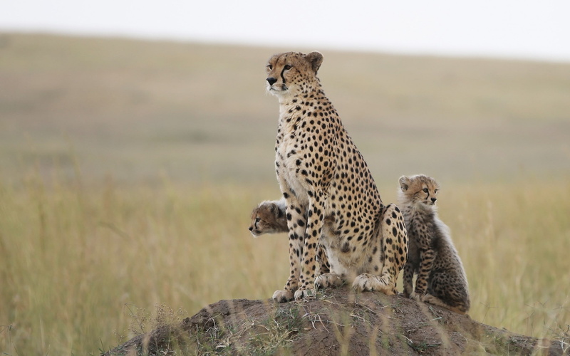 feline, cheetah, 2K, animals, wildlife, nature, baby animals