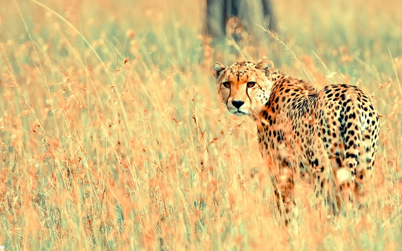outdoors, spotted, one animal, fish, looking at camera, feline, big cat, plant, grass, cheetah, animals in the wild, safari, animal wildlife, no people