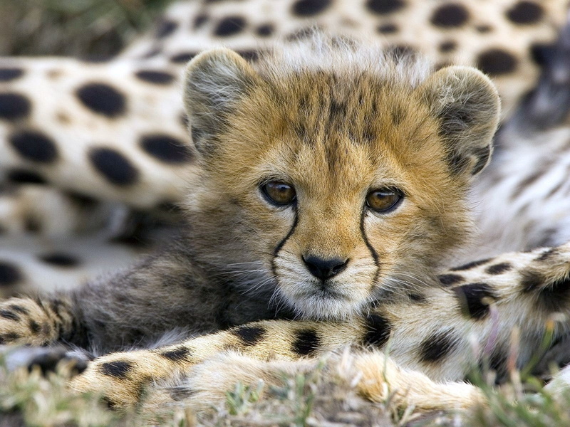 720P, animals, cub, cheetah, hd