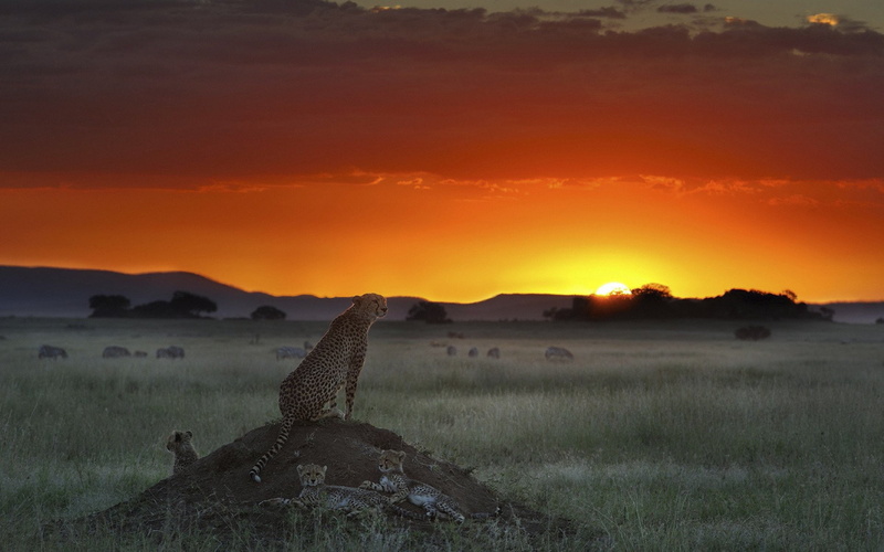 hd, animals, cheetah, cubs, 1080P, sunset