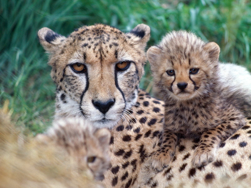 day, group of animals, animal head, young animal, big cat, feline, animals in the wild, cat, 720P, animal themes, looking at camera, Animals, cheetah
