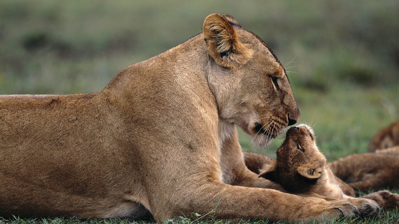 carnivora, animal wildlife, focus on foreground, mammal, lioness, no people, nature, cat, female animal, lion - feline, cub, lion, laying, group of animals