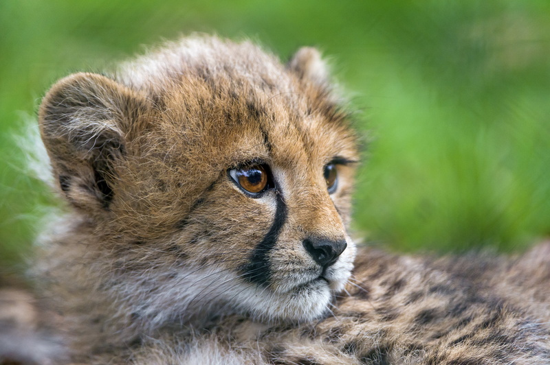 cute, young Animal, portrait, animal, close, nikon  d4, grass, face, Cheetah, green, Closeup, baby, switzerland, daytime, outdoors, wildlife, fur, 4K