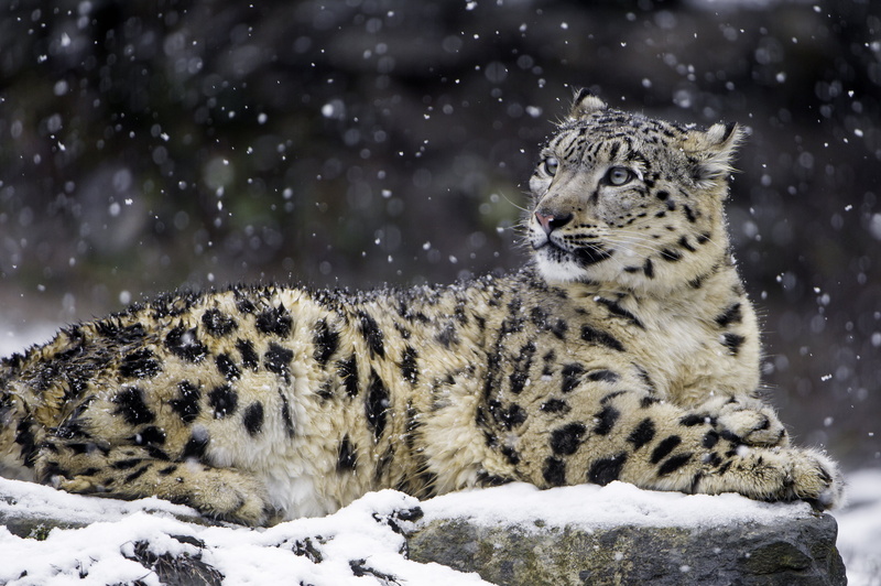 wild  cat, Orya, fresh, uncia, female, wildlife, switzerland, fluffy, snow  white, nikon  d4, winter, white, wild, white and black, 4K, lying down, nature
