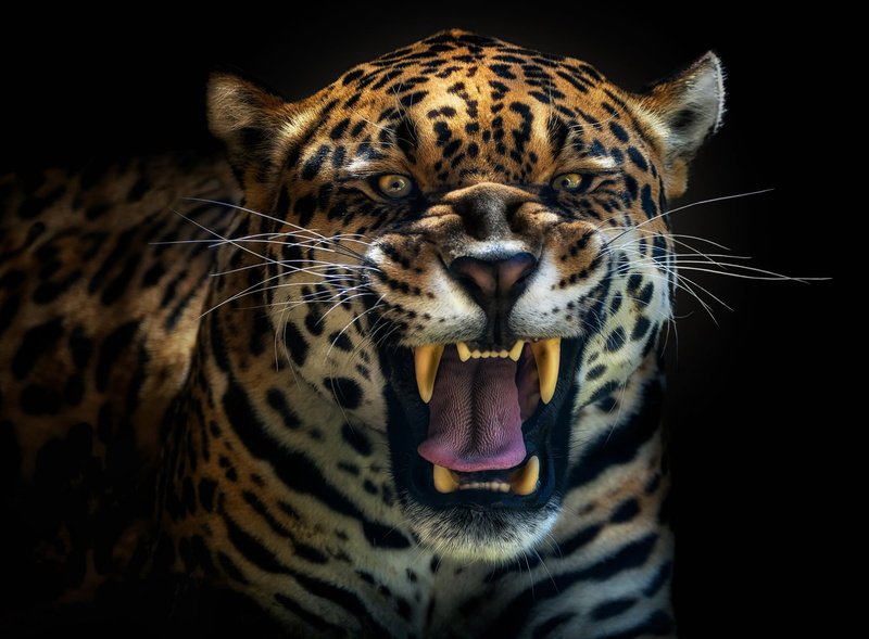 roar, leopard, predator, 1080P, Jaguar