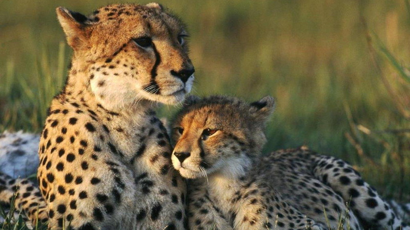 cheetah, predator, leopards, lion, animals, 1080P, cubs, jaguar, cub, big cats, nature, tiger, wildlife