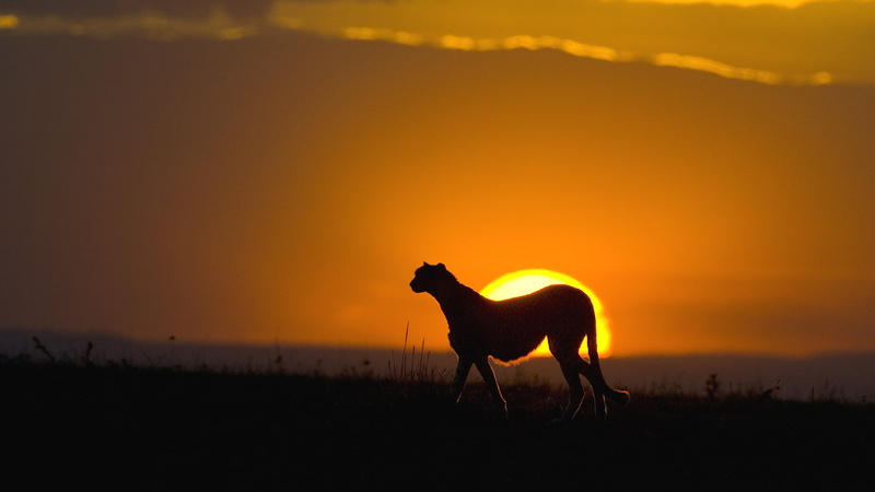 1080P, sunset, animals, cheetah, silhouette, hd