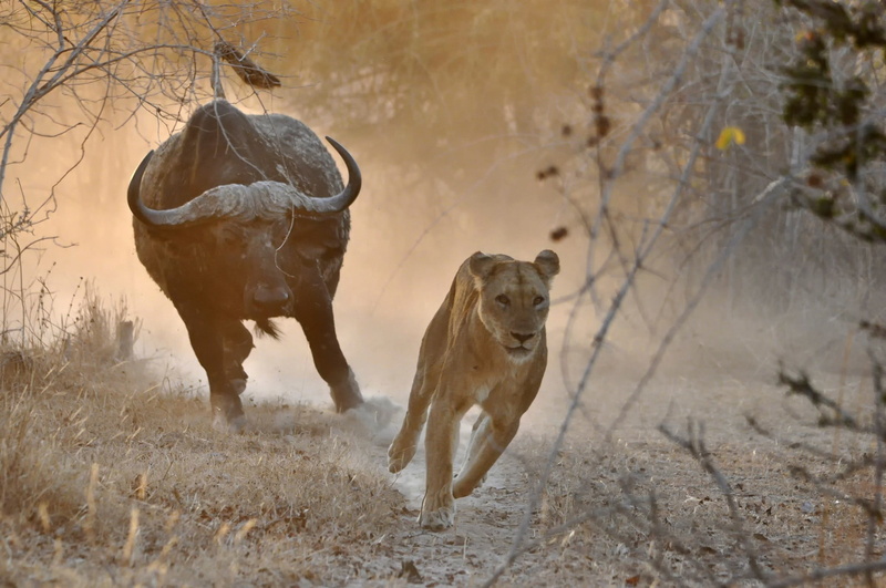 safari, animal wildlife, buffalo, dust, hunter, two animals, lion - feline, day, tree, mammal, animal themes, plant, animals, nature, cat, feline, land