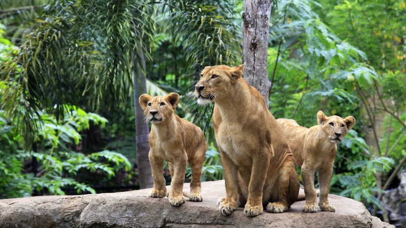 2K, rock - object, animal wildlife, three, rock, pets, outdoors, lion - feline, day, young animal, nature, animal family, mammal, two animals, lionesses