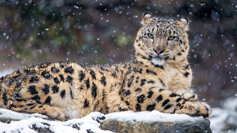 snow leopards, leopard, animals, 4K