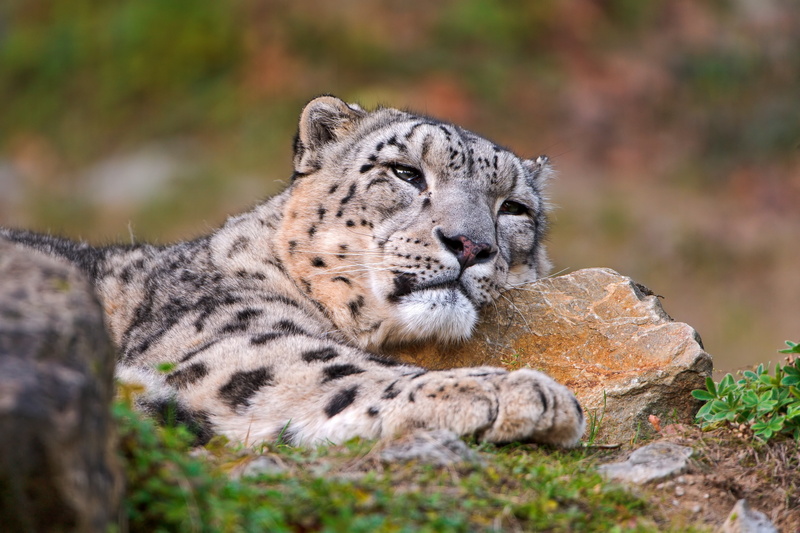 mammal, land, outdoors, resting, leopard (animal), head, rock, relaxation, animal wildlife, nature, white, rock - object, animals in the wild, tiger, solid