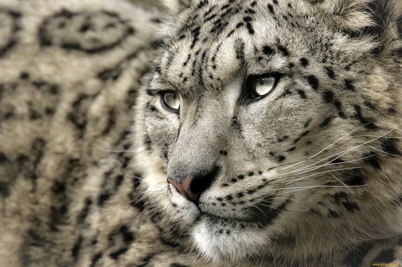 1080P, leopard (animal), leopard, snow leopards