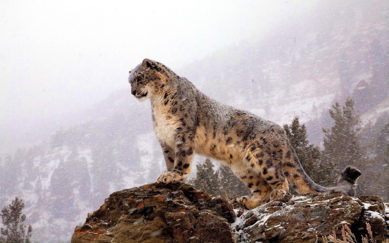 mountain, cold temperature, rock - object, animal wildlife, beauty in nature, one animal, snow leopards, mammal, nature, feline, animal, vertebrate, solid
