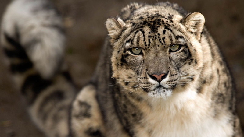 big cat, one animal, portrait, undomesticated cat, gray, tiger, animals in the wild, no people, white, animal body part, mammal, carnivora, snow leopards