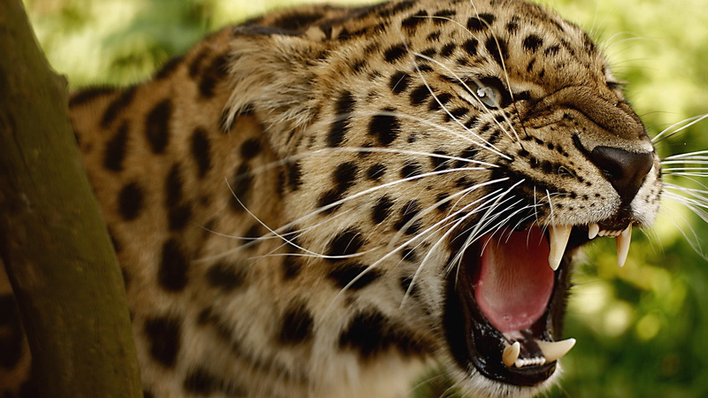 facial expression, animal themes, animal mouth, animals, mammal, animals in the wild, one animal, animal head, cat, 1080P, animal wildlife, focus on foreground