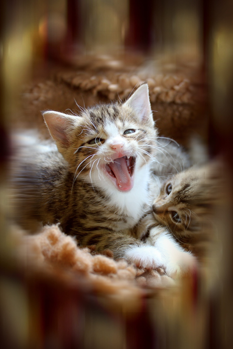 animal themes, feline, one animal, mouth, photo manipulation, animal, cat, kitten, 2K, baby cat, animal body part, looking at camera, selective focus