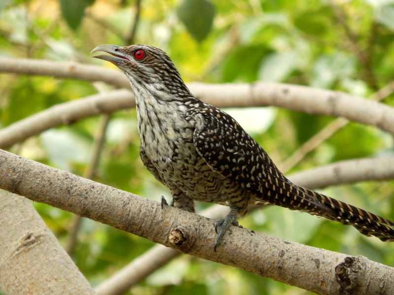 feather, asian, full length, cuckoo, beak, exotic, focus on foreground, branch, wings, red eye, animal, tail, spotted, 4K, nature, fauna, one animal, sideways
