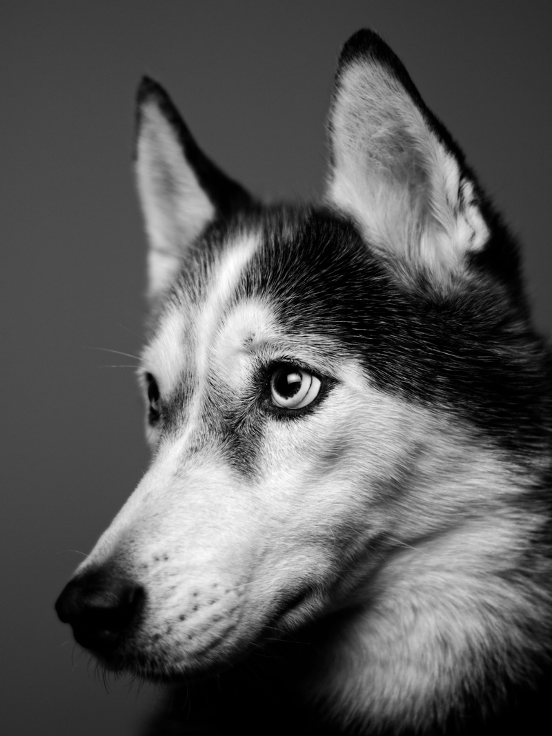 domestic, 4K, mammal, domestic animals, pets, dog, close-up, looking away, doggy, eye, indoors, pet, headshot, facing, animal body part, looking, fur