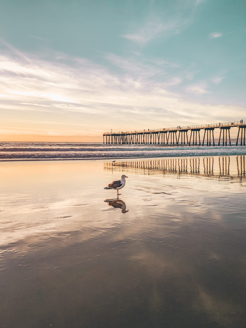 sky, shoreline, water, canine, reflection, tranquil scene, pet, beauty in nature, ocean, sea, tranquility, gray, facing, sideways, dock, idyllic, seagull