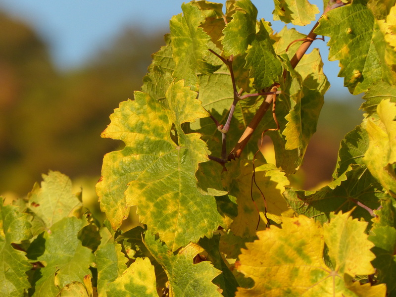 growth, emerge, green color, focus on foreground, freshness, fall leaves, fall color, outdoors, day, healthy eating, plant, wine, fall foliage, vintage