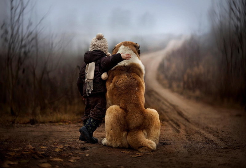 white, child, dog, boy, bernard, autumn, est, children, saint, 1080P, baby, brown, mood, love, background