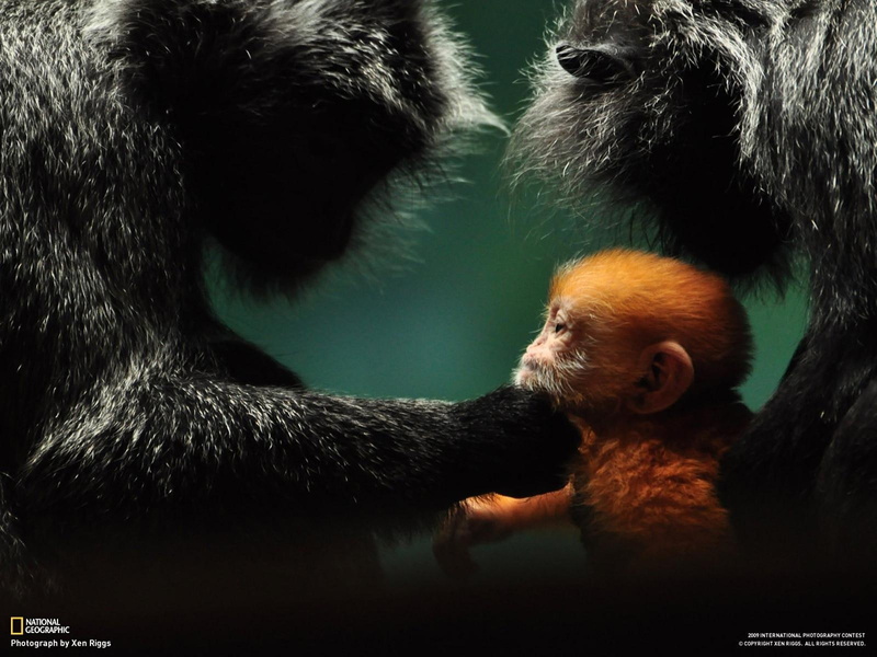 baby animals, monkey, babies, love, images, baby, mood, 720P, cute