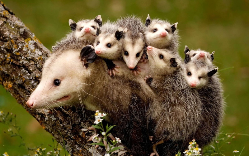 Children, Mother, 1080P, Possums