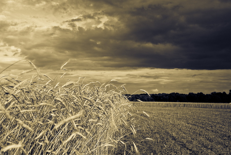 summer, photo, sec, wheat, outdoors, rural, beauty, mercer, nature, sky, EV  1, usa, nj, rural Scene, storms, Flowers, apocalypse, blackmagic, clouds, 28 mm