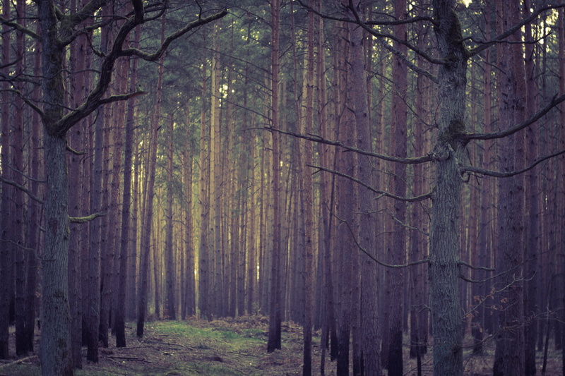 moody, Micro 4/3, scenics, manual focus, tree, Enter, available light, CZJ, season, standing, Peach, F1.8, vintage, landscape, M43, 1080P, nature, lens