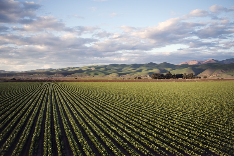 organic, lettuce, cultivated land, landscape, agriculture, nature, outdoors, scenics - nature, plantation, rural scene, field, hills, farming, day, sky
