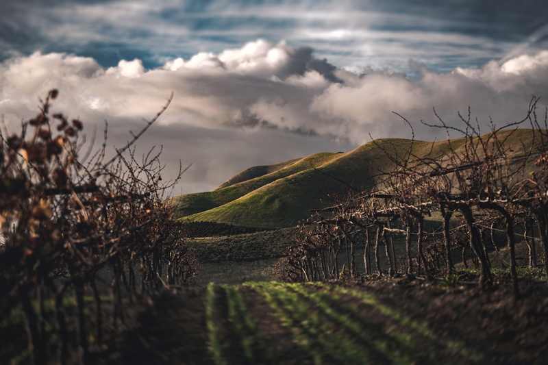 agriculture, clouds, farming, farm, wine, selective, day, tranquility, bare tree, cambria winery, mound, vineyard, outdoors, no people, ag, beauty in nature