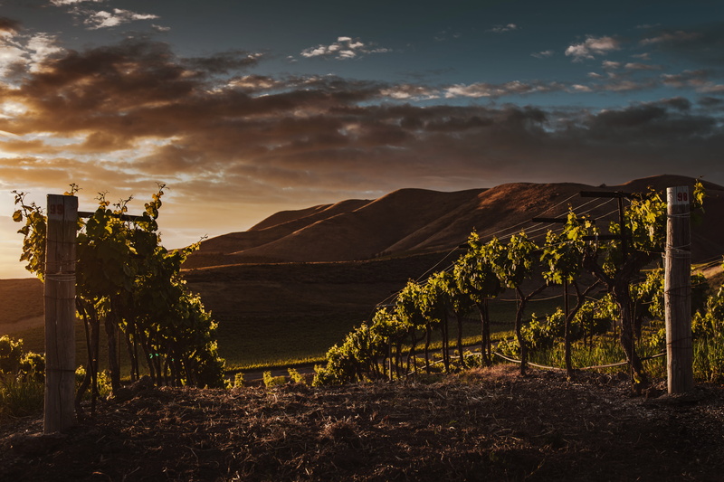 outdoors, countryside, tranquility, fruit, scenery, environment, grapes, mountain, light, flare, california, landscape, grassland, land, growth, beauty in nature