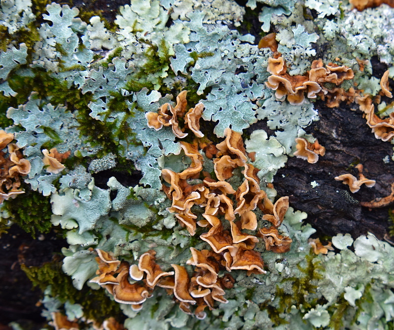 land, plant part, parasite, green, wild, nature, growth, lichens on log, cyanobacteria, leaf, fragility, no people, toadstool, 2K, Log, day, outdoors