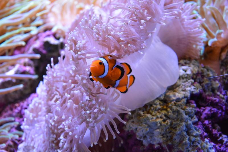 nemo, reef, anemonefish, spain, loro park, purple, amphiprioninae, undersea, sea, symbiotic relationship, animal wildlife, underwater, 5K, sea life, vertebrate