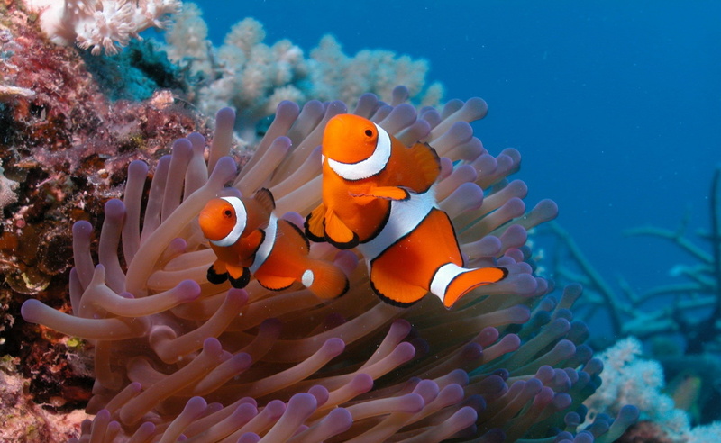 coral, water, two, vertebrate, animal wildlife, no people, clown fish, undersea, fishes, clown, fish, symbiotic relationship, nature, ecosystem, group of animals