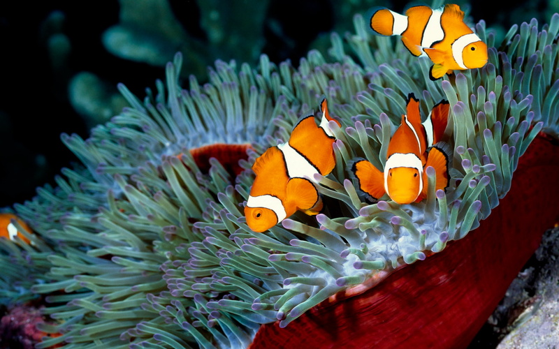 clown fish, underwater, Coral, ecosystem, animals in the wild, marine, animal, invertebrate, fish, vertebrate, animal wildlife, Clownfish, animals, outdoors