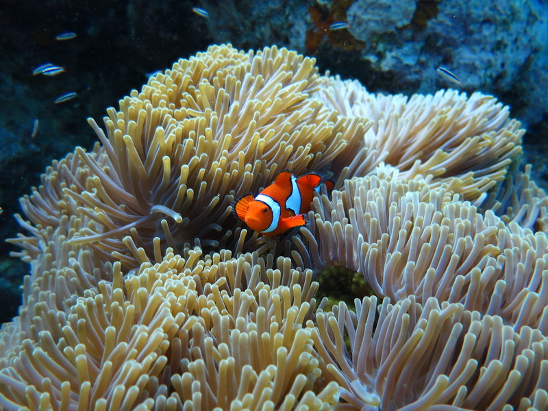 coral, 4K, swimming, no people, anemone, water, sea, red sea, undersea, invertebrate, fish, animals in the wild, nature, sea life, marine, animal wildlife