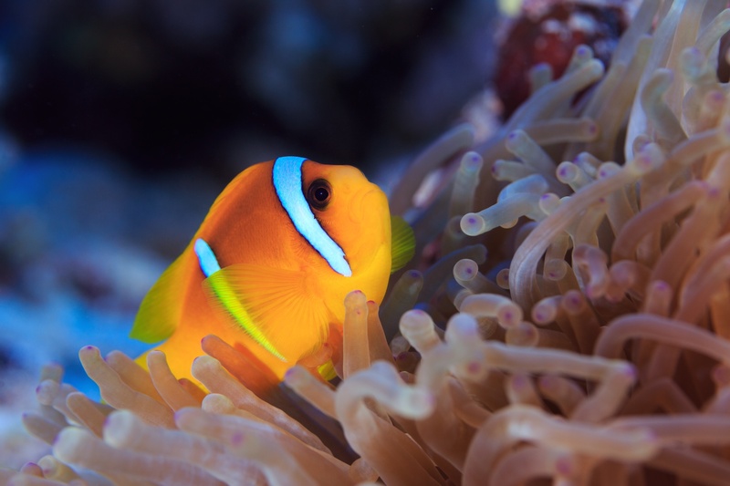 reef, sea life, vertebrate, clown, sea anemone, one animal, clown fish, underwater, no people, animal themes, symbiotic relationship, marine, fish, water
