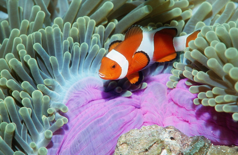 Anemonefish, animal, no people, fish, False, Clown, Thailand, coral, Anemone, vertebrate, marine, one animal, symbiotic relationship, Sea, Similan, undersea
