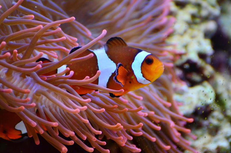 4K, animal themes, sea life, exotic, sea, beside, marine life, beauty in nature, ecosystem, swim, water creature, exotic fish, one animal, animals in the wild