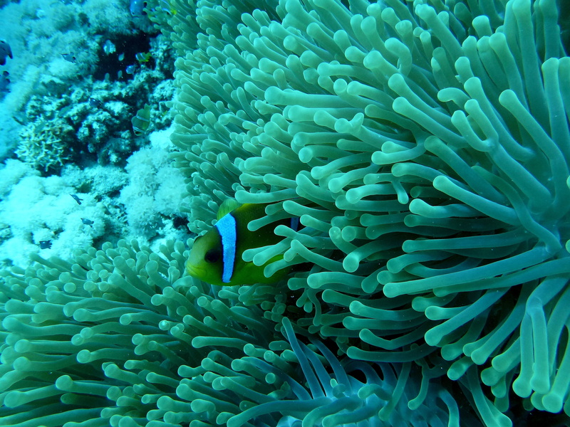sea, coral reef, outdoors, vertebrate, animal themes, water, no people, marine, fish, anemonefish, blue, lot, undersea, animal, animal wildlife, beauty in nature