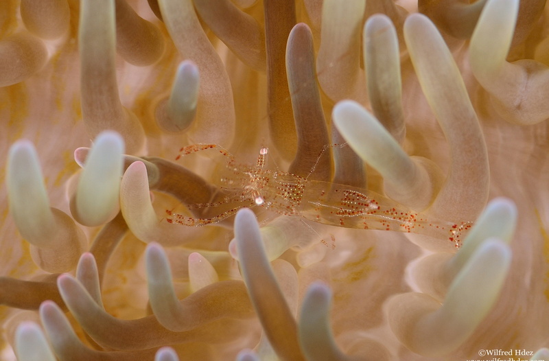 Closeup, animal wildlife, Sea, nature, beauty in nature, Water, sea anemone, Photography, close-up, sea life, Reef, animals in the wild, shrimp, invertebrate