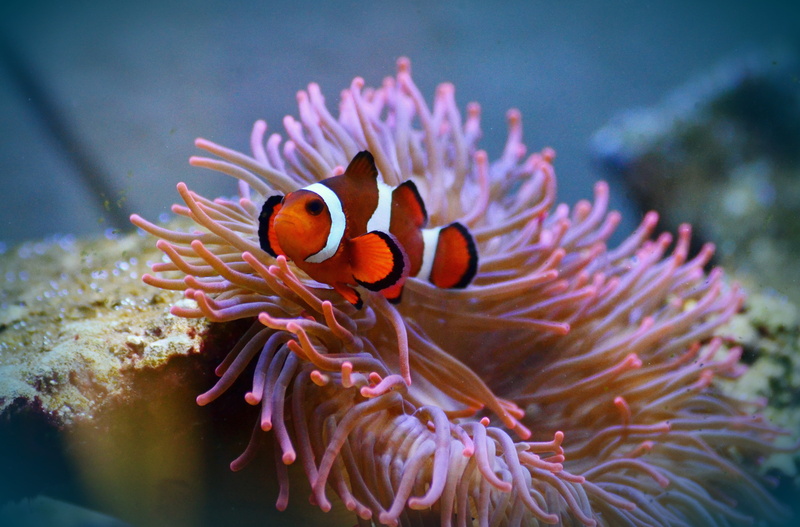 swim, water creature, nature, 4K, marine life, sea life, amphiprion, water, sea anemone, outdoors, undersea, clown, sea animal, animal wildlife, animal